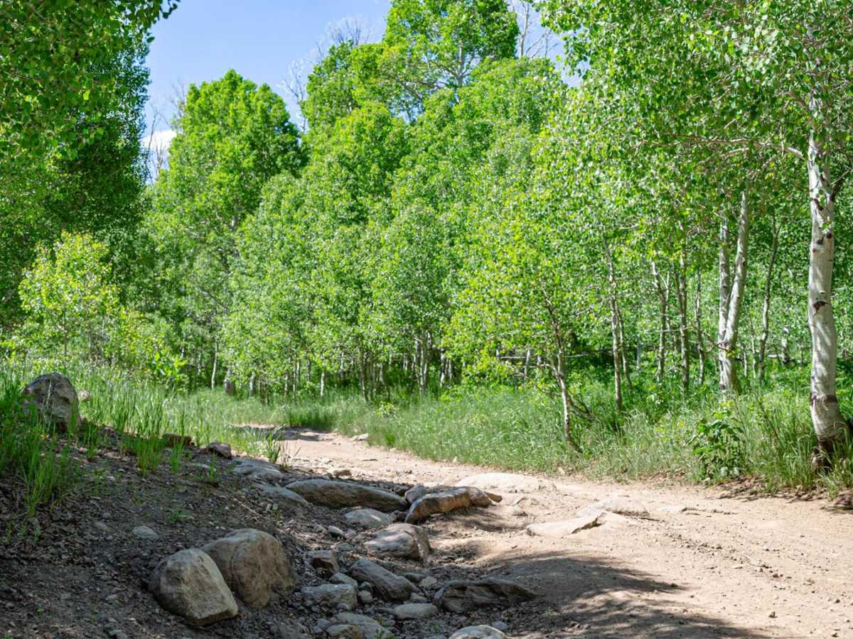 Heber Mtn (FR 70096) photo 3
