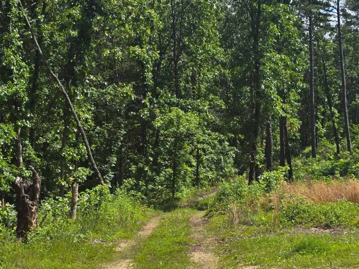 West Star Flatwoods - FS 1571 photo 3