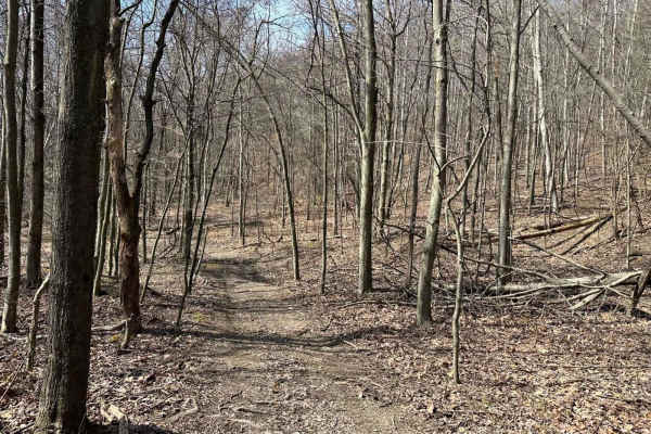 Locust Gap 72