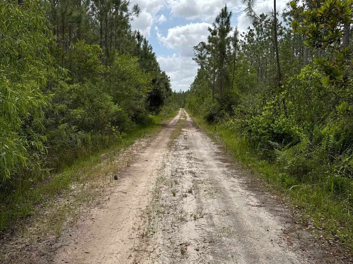 Mule Lot  - Osceola NF 279 photo 4