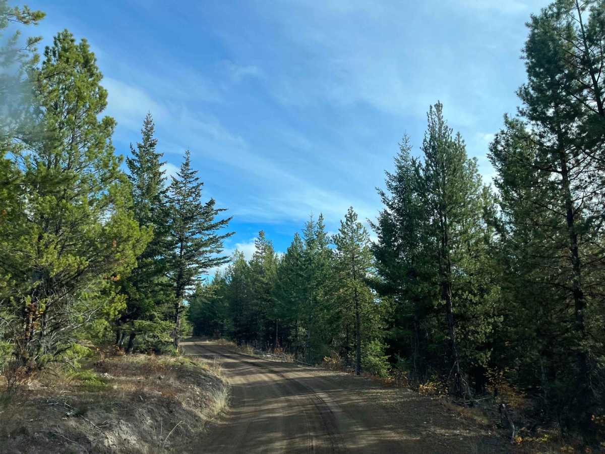 Pinaus Lake Road to Pinaus Lake North Rec Site photo 6