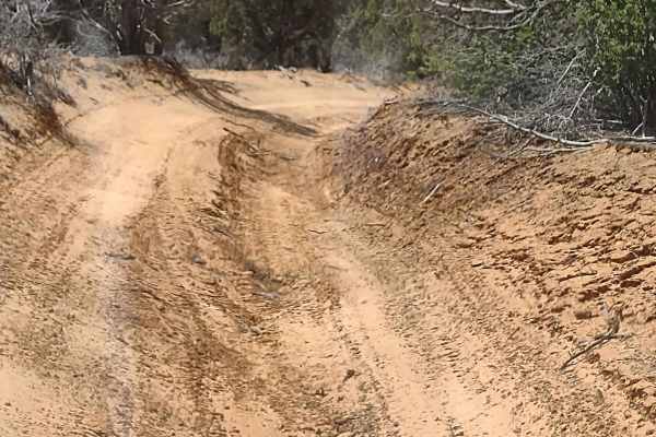 Sandy Grand Prix (BLM 104C)
