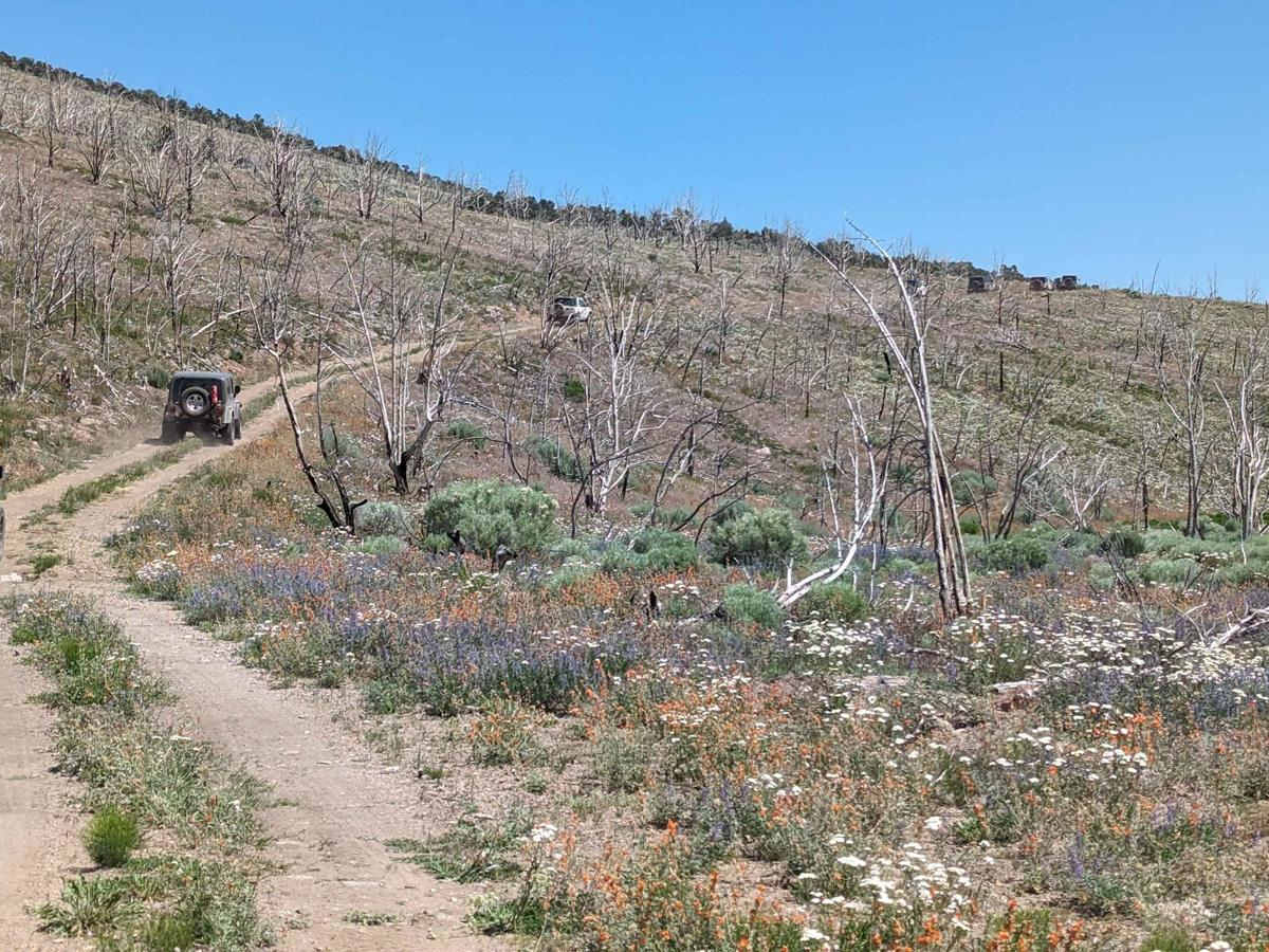 Homestrike Mine - Horseshoe Mine Trail photo 2
