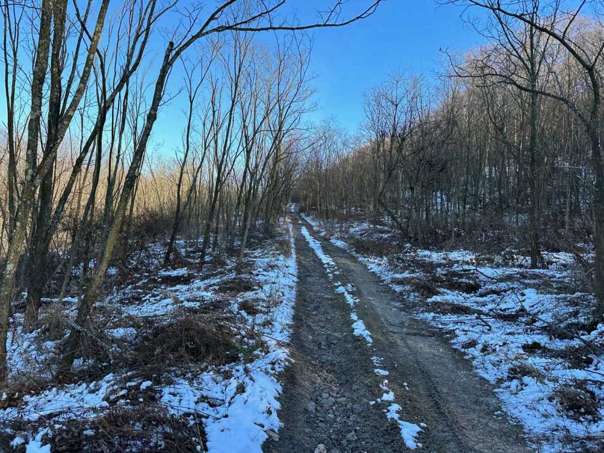 Locust Gap 75 photo 6