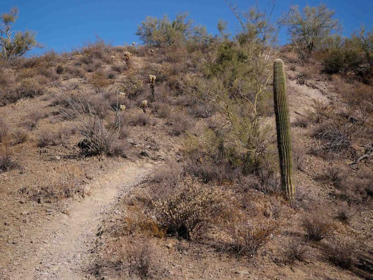 31095 trail photo