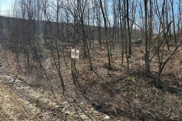 Locust Gap 39