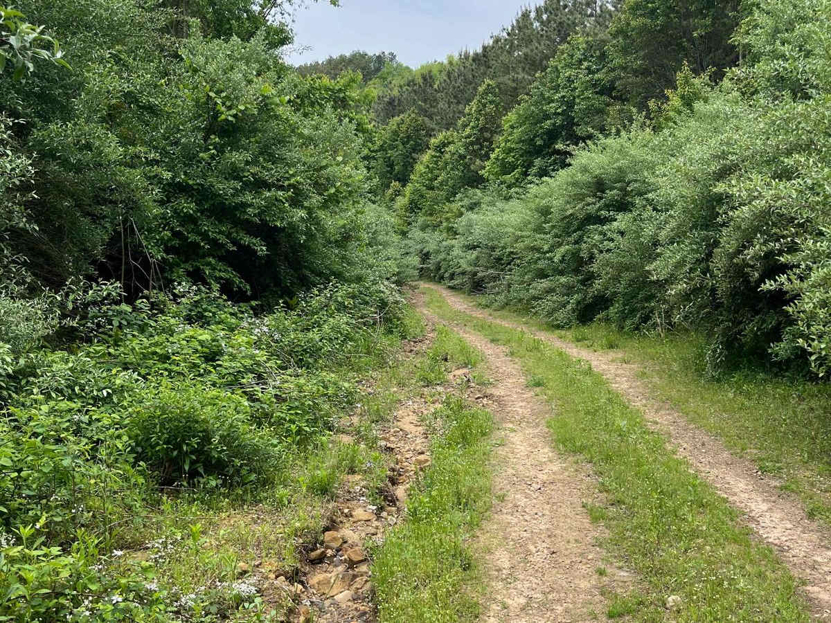 Trail 11 photo 6