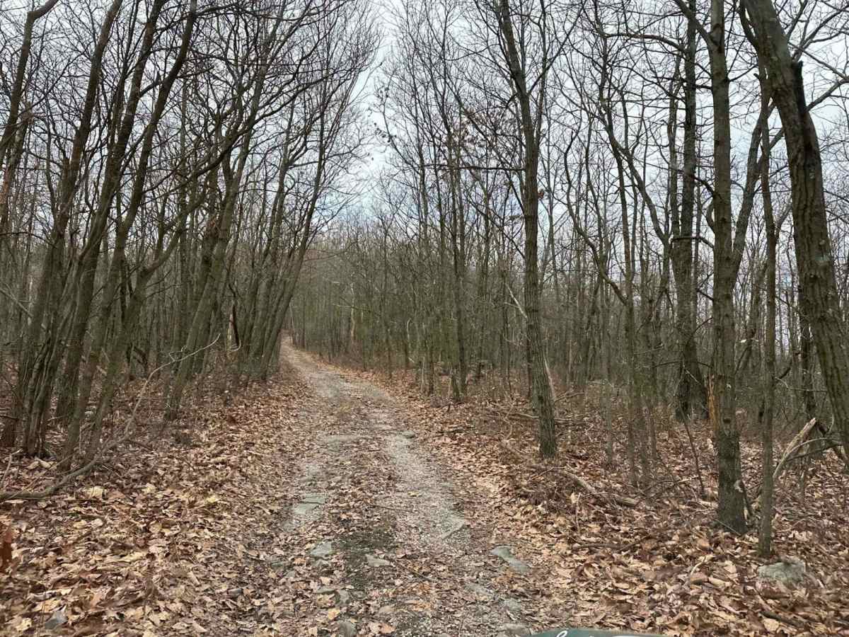 Locust Gap 76 photo 2