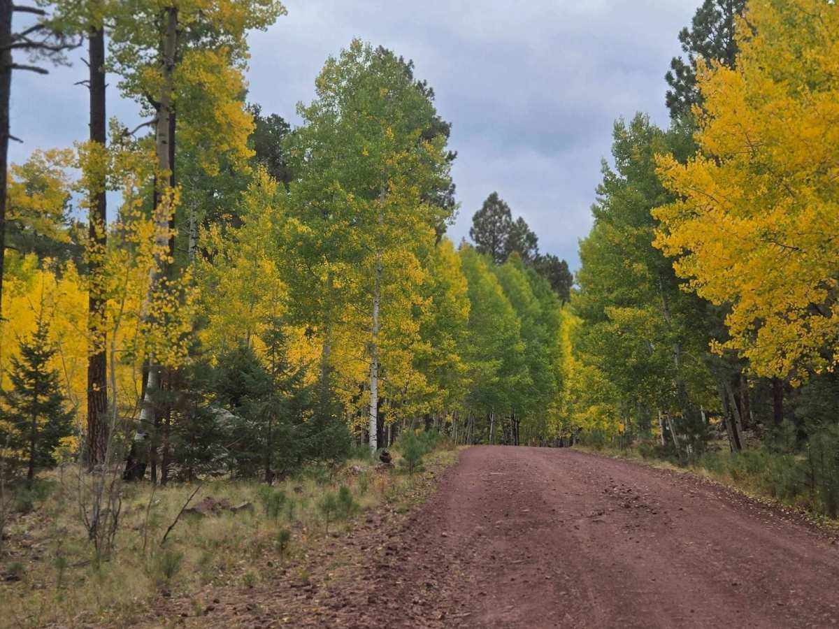 Hall Creek Road photo 4