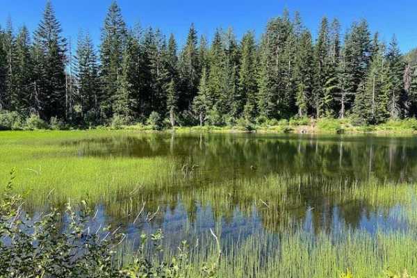 Lizard Lake/Longworth Cr.