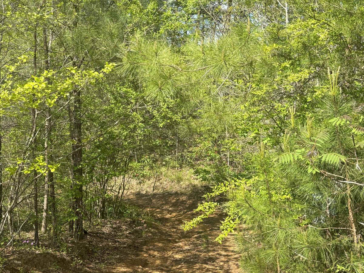 413A trail photo