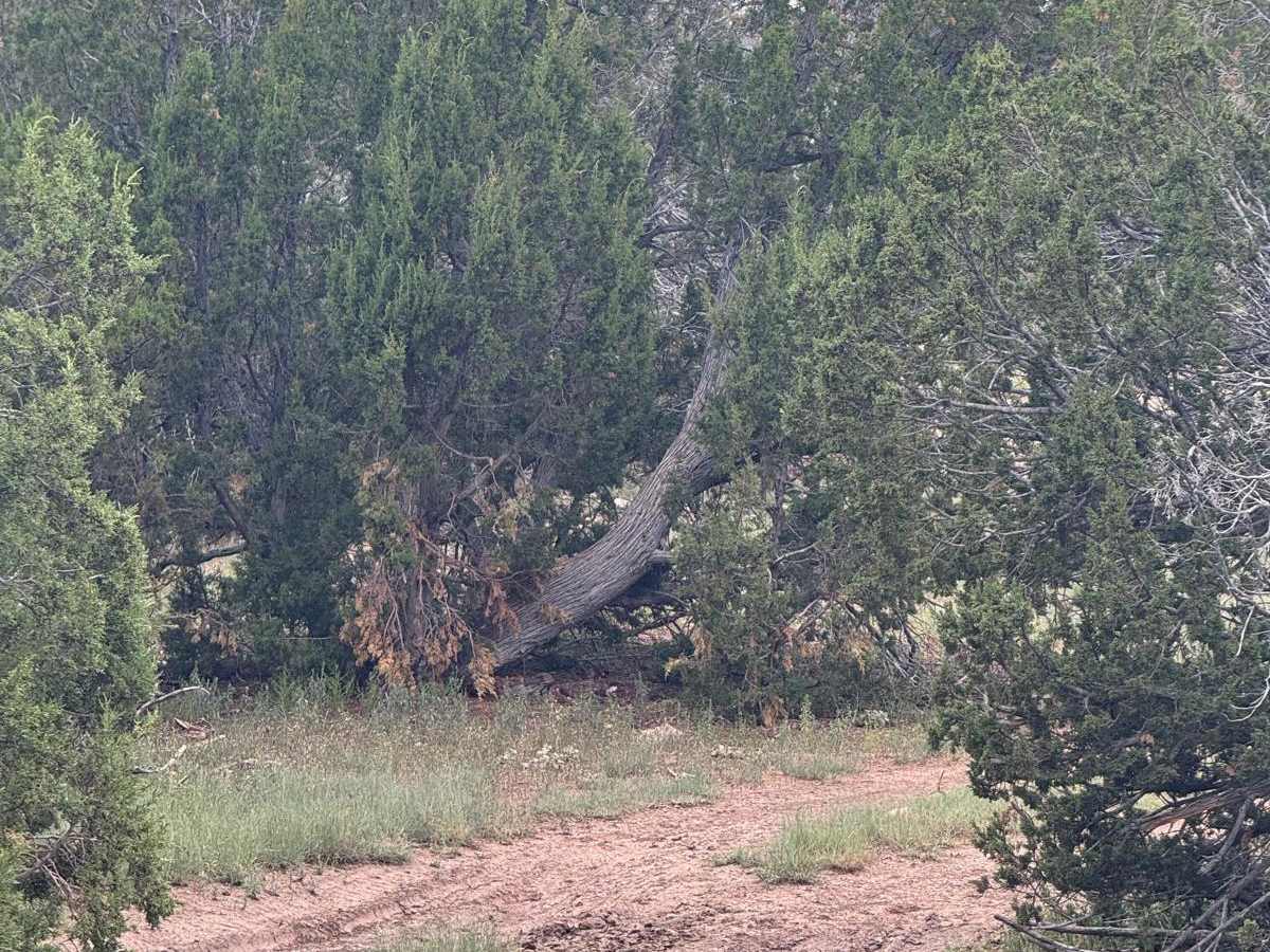 9423H Trail photo 5