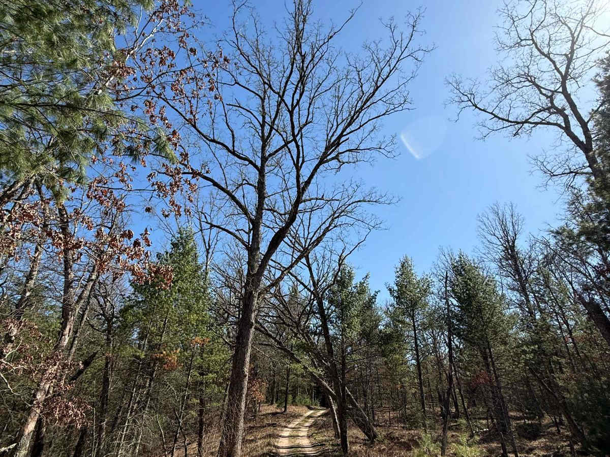 NFS 5467 (Rosebush Bend Angler Access) photo 5