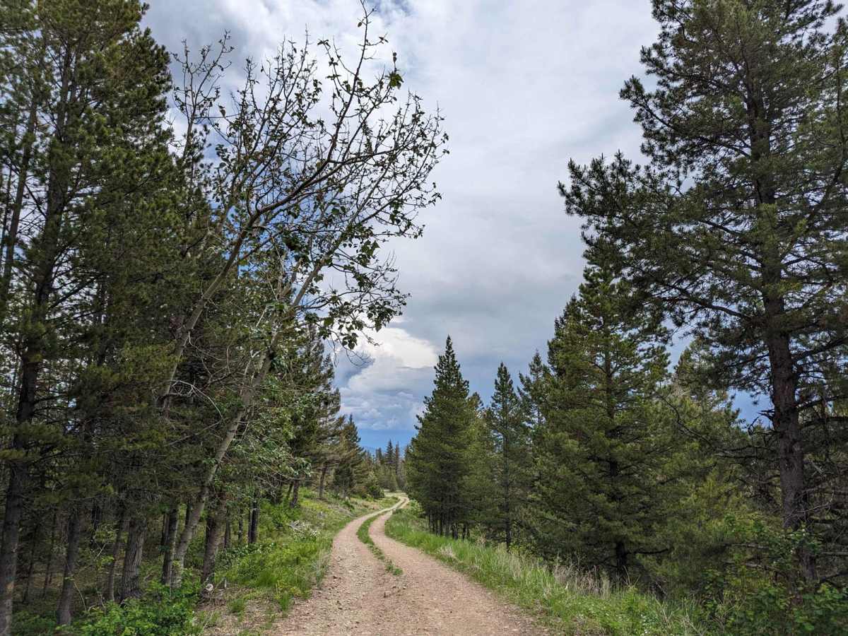 East Twin Creek Road 2117 (To Sheep Mountain hiking Trailhead) photo 5