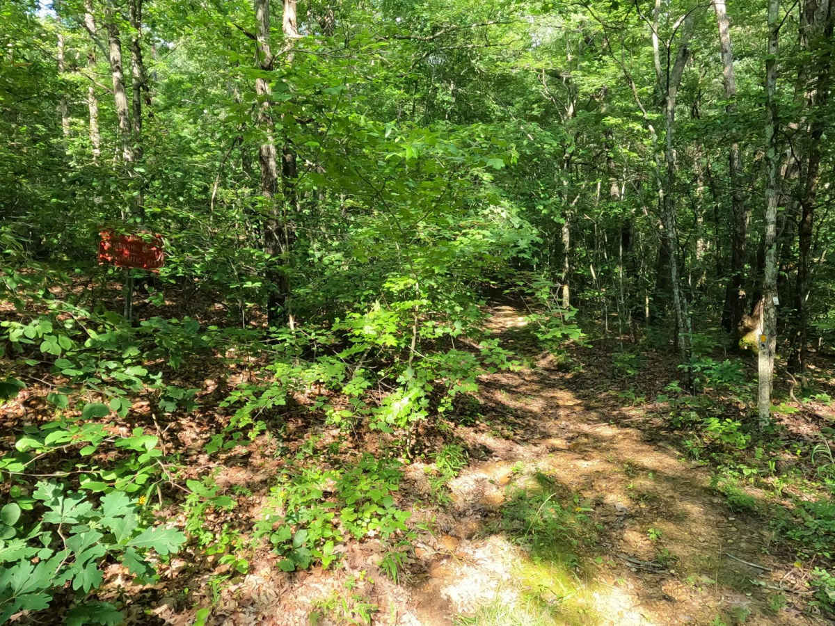 Turkey Creek Cemetery Road - FS 413 photo 6