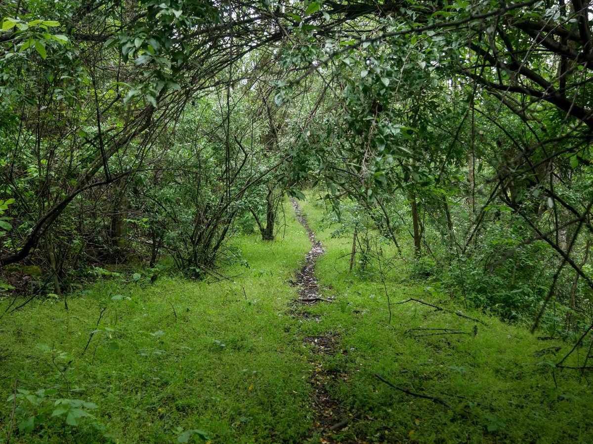 BM 181 trail photo