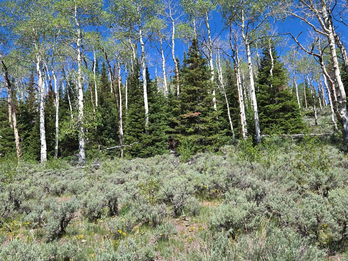 Big Table Overlook (Trail 4089) photo 3