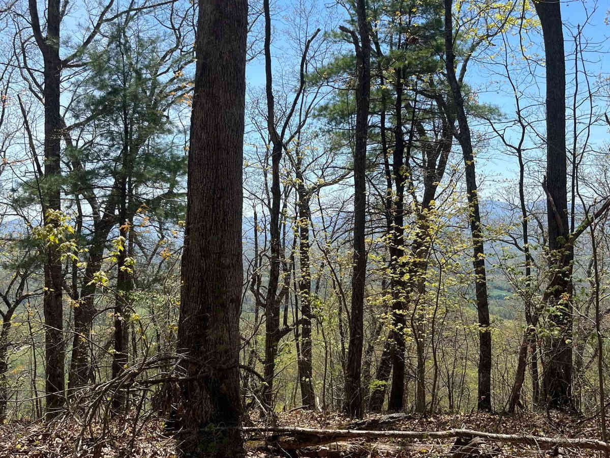 Beasley Knob photo 3