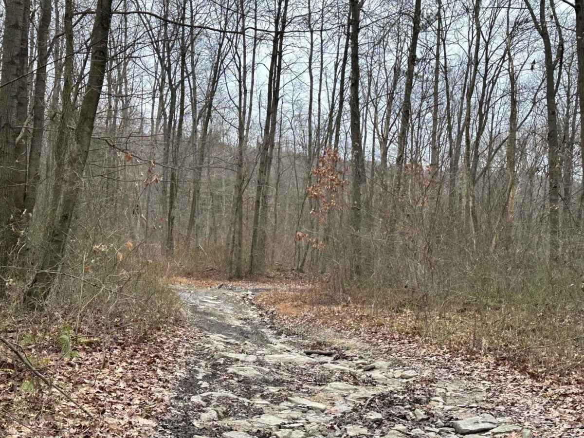 Locust Gap 21 photo 2
