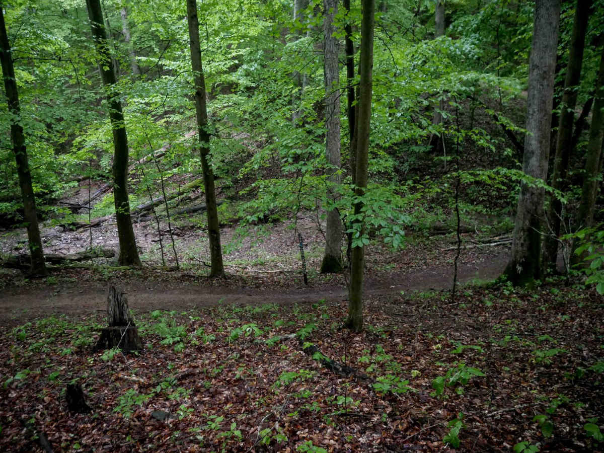 T46 photo 6