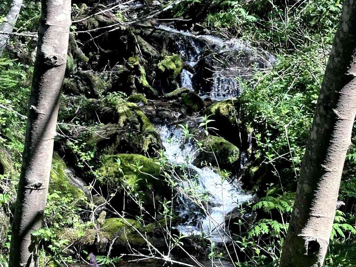 Poch Ridge Trail photo 6