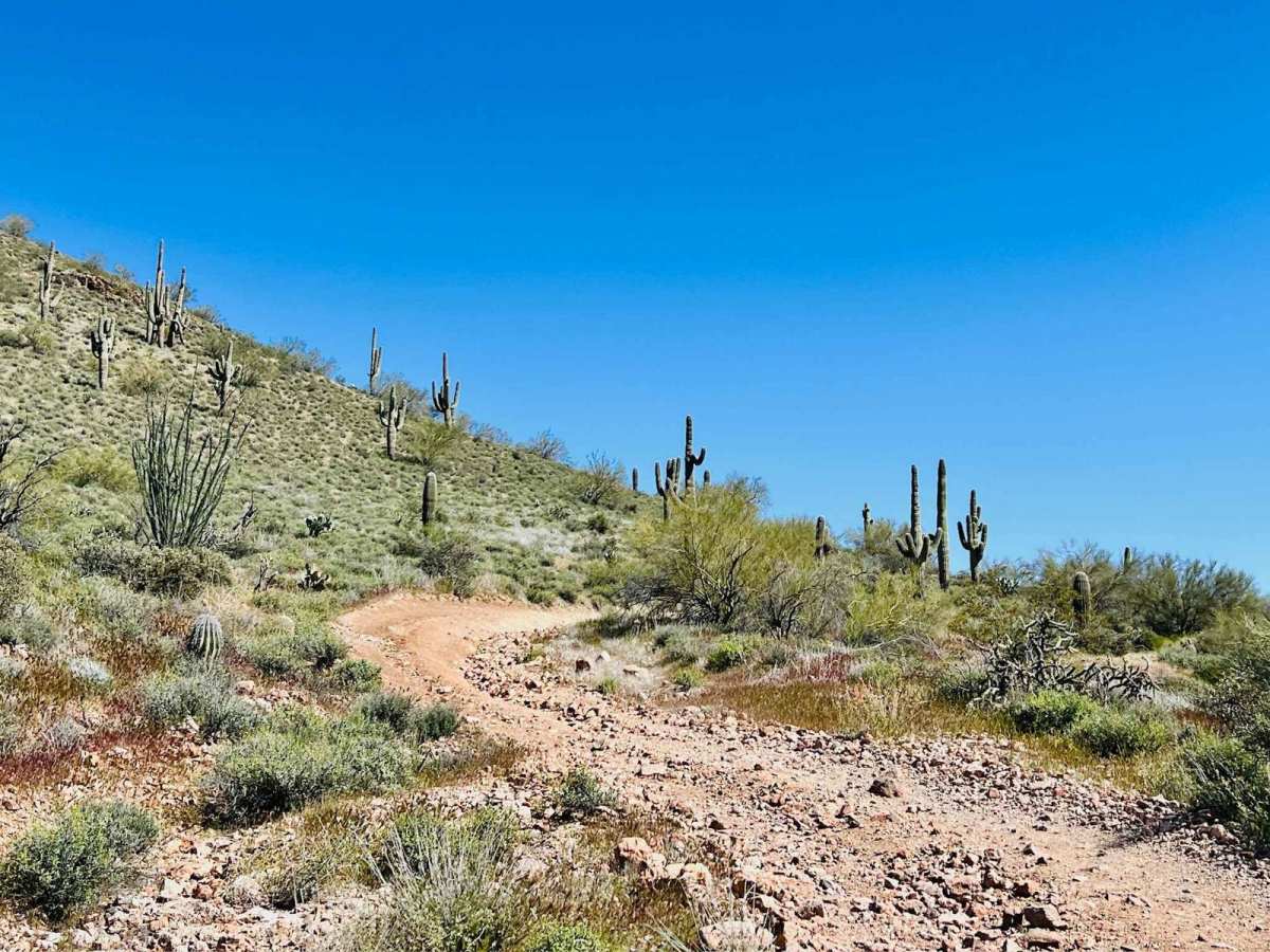 Another Wash Trail BLM 9060 trail photo