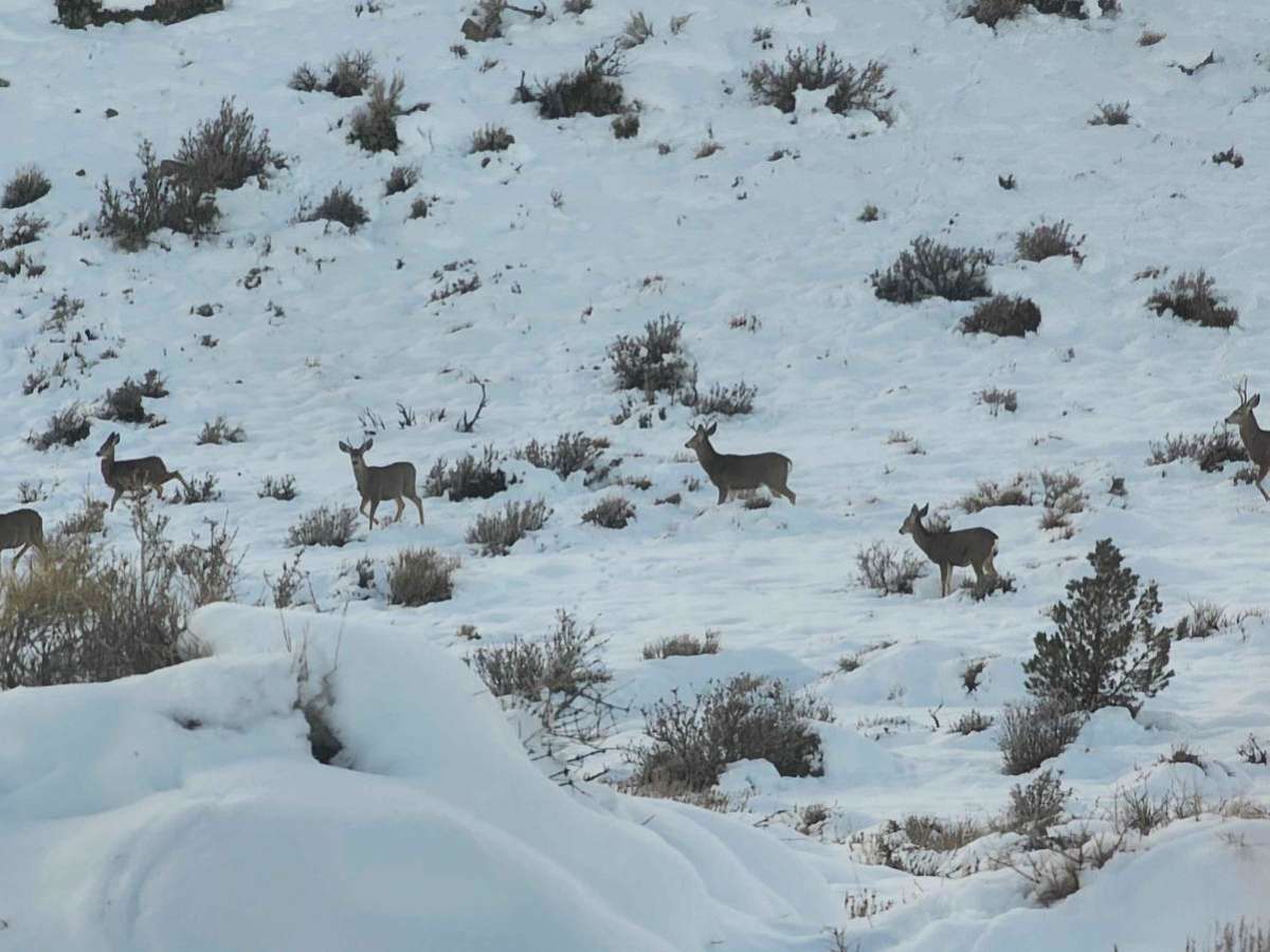 Seven Deer Trail trail photo