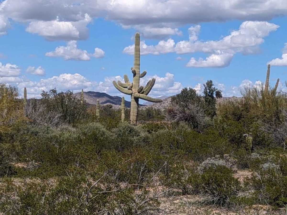 Cattle Cactus Crawl photo 4