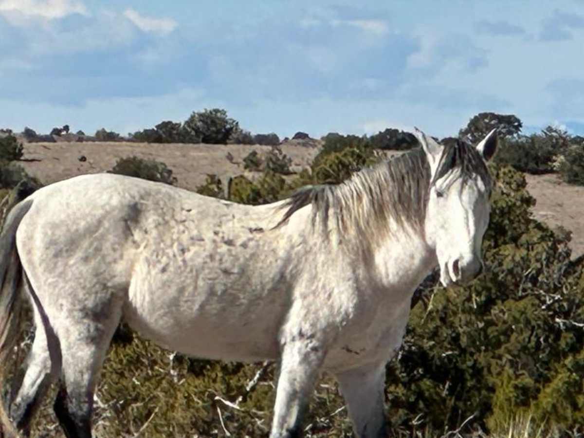 Wild Horse Shortcut trail photo