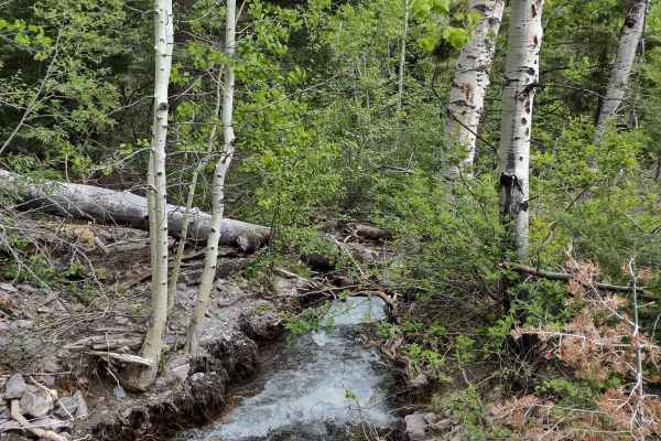 Tenmile Creek Trail
