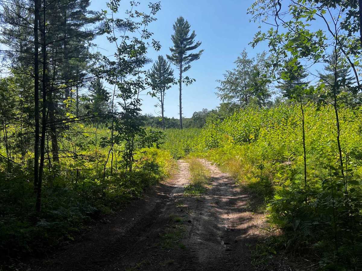 Swamp Tree Trail photo 5