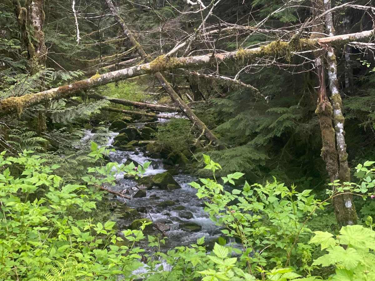 Stahl Mountain Trail photo 5