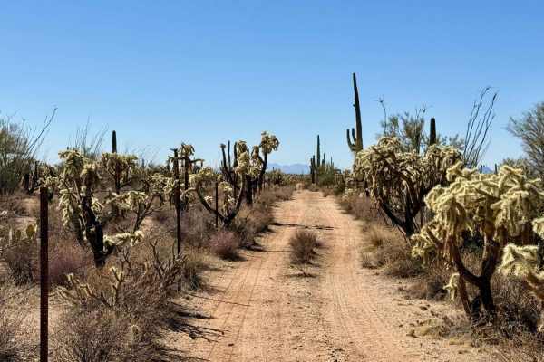 Chasing Cholla