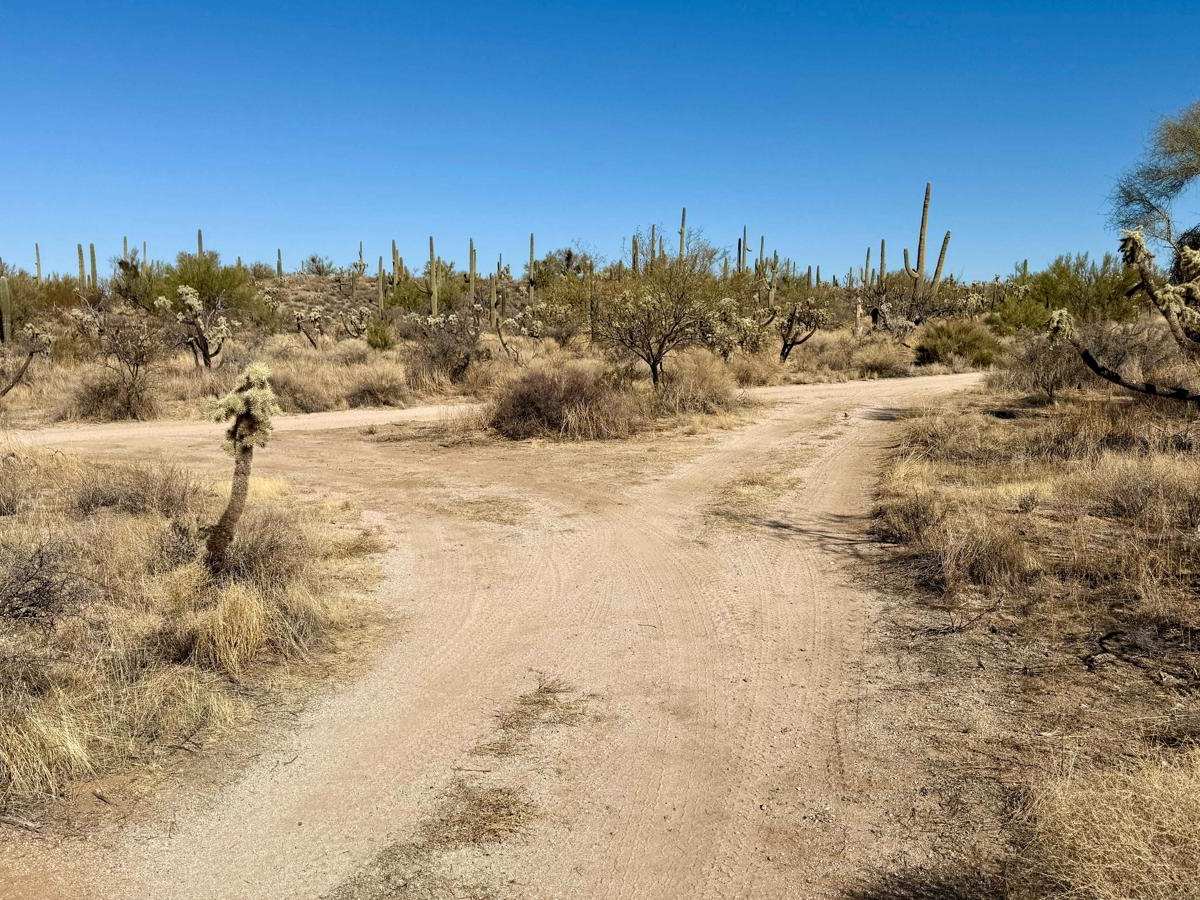 Palo Verde Pinstripes photo 3