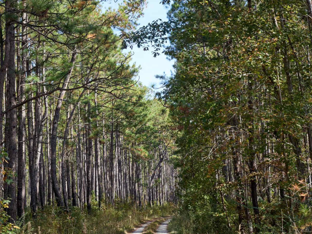 Coordesville - FSR 130 photo 4