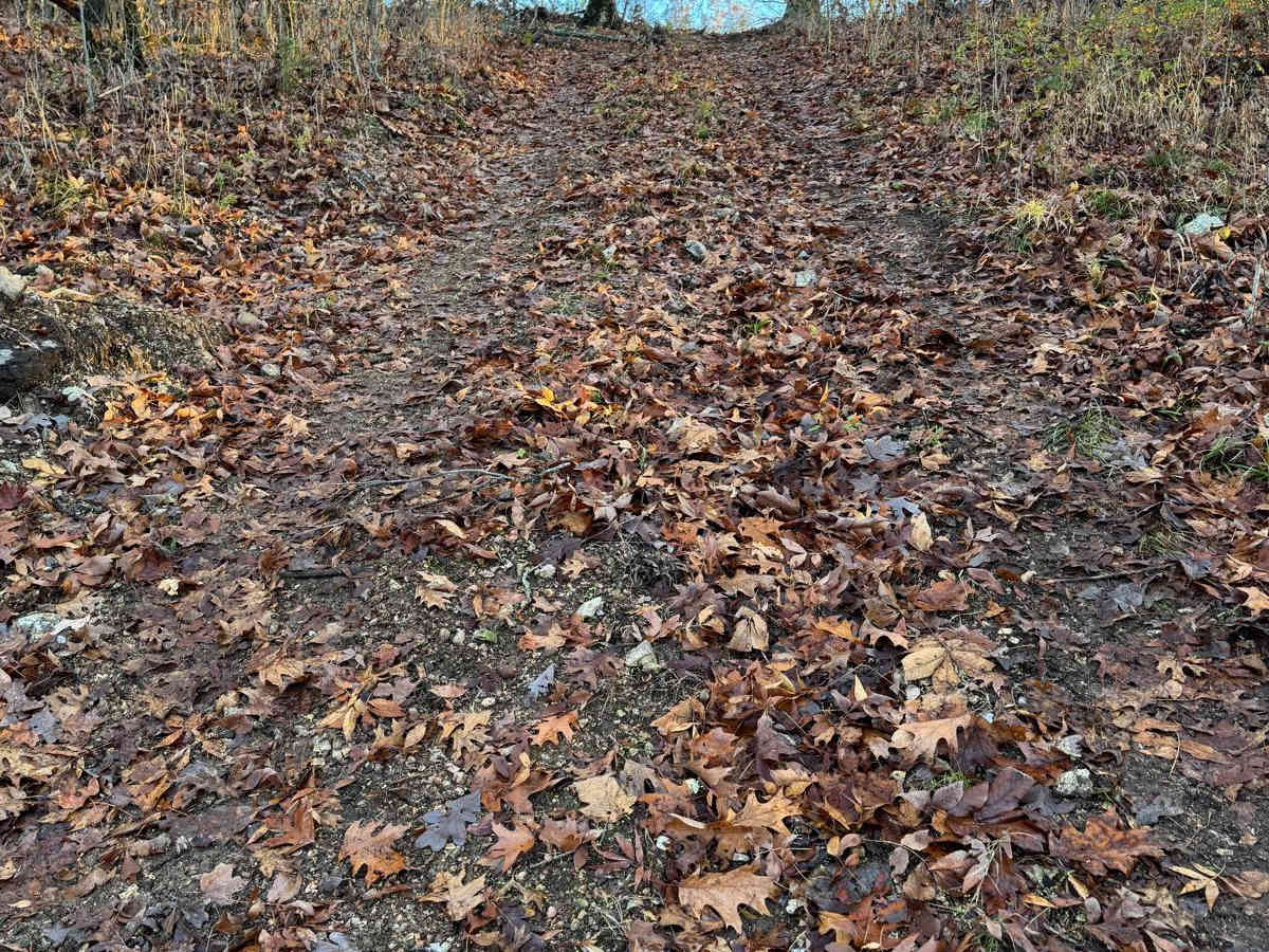 Green 115 photo 3