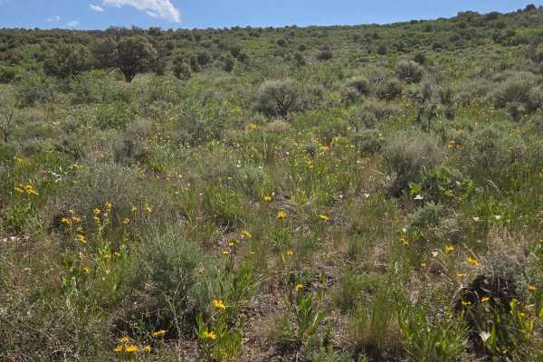 Cow Path - FS40965/FS41671