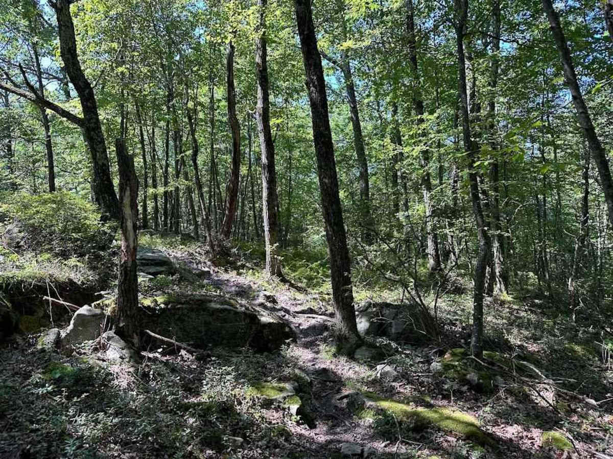 Red Single Track - A trail photo