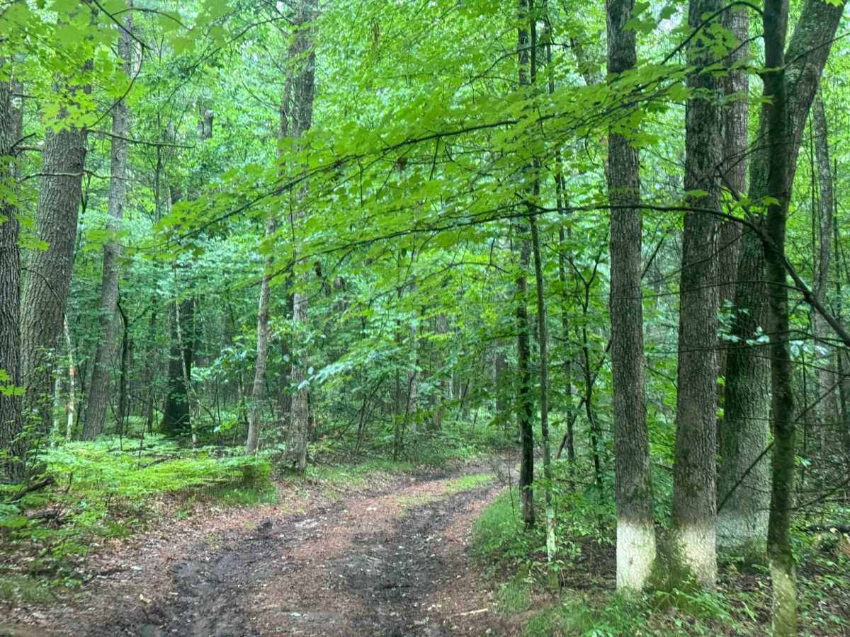 Forest Route 9191 photo 6