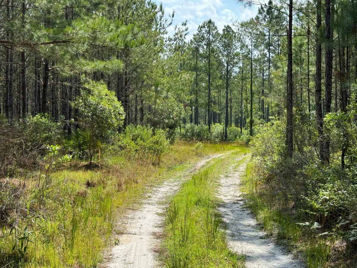 Grove Park WMA East Trail trail photo