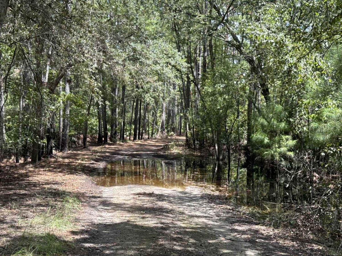 Little Shoals Trail photo 6