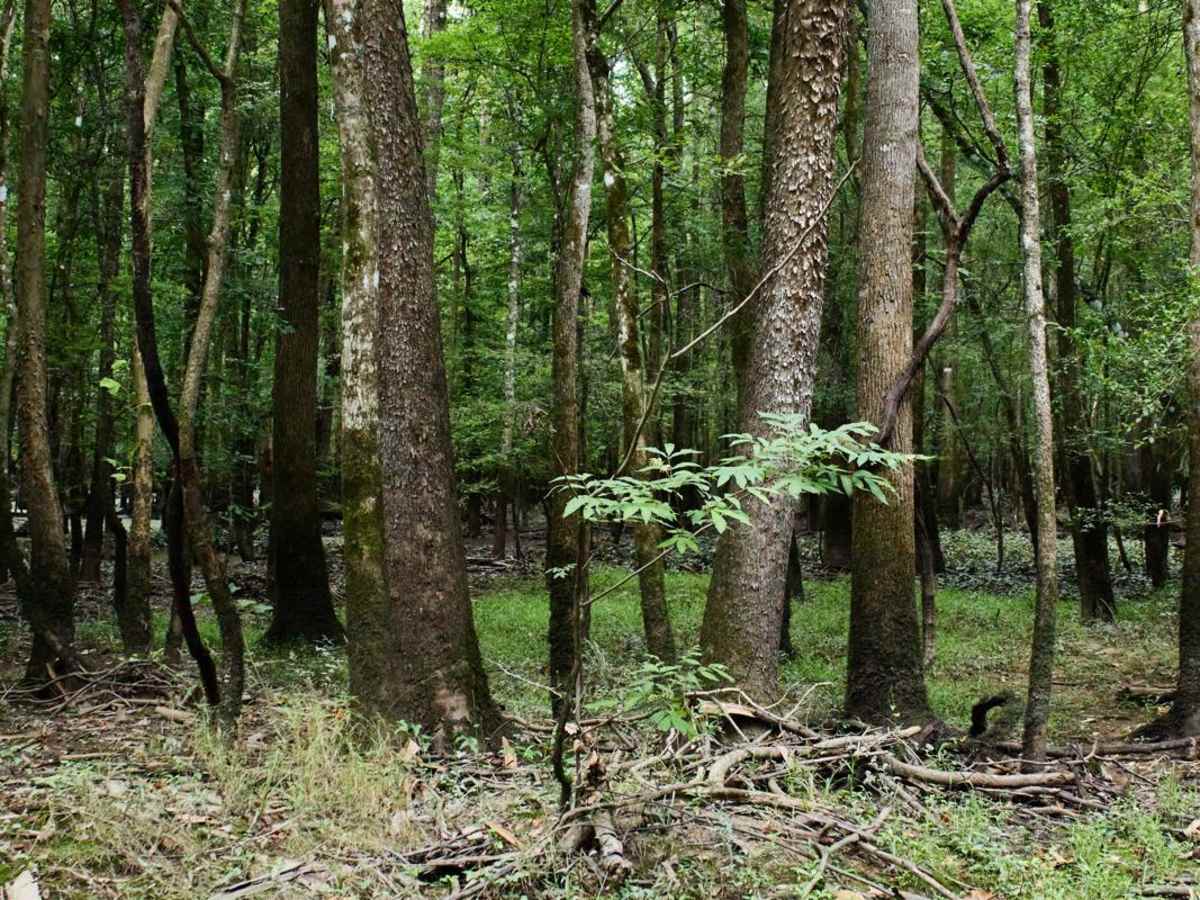 Jordan Lake Access photo 4