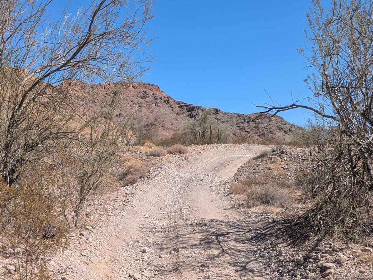 Bosque de Ocotillos photo 6