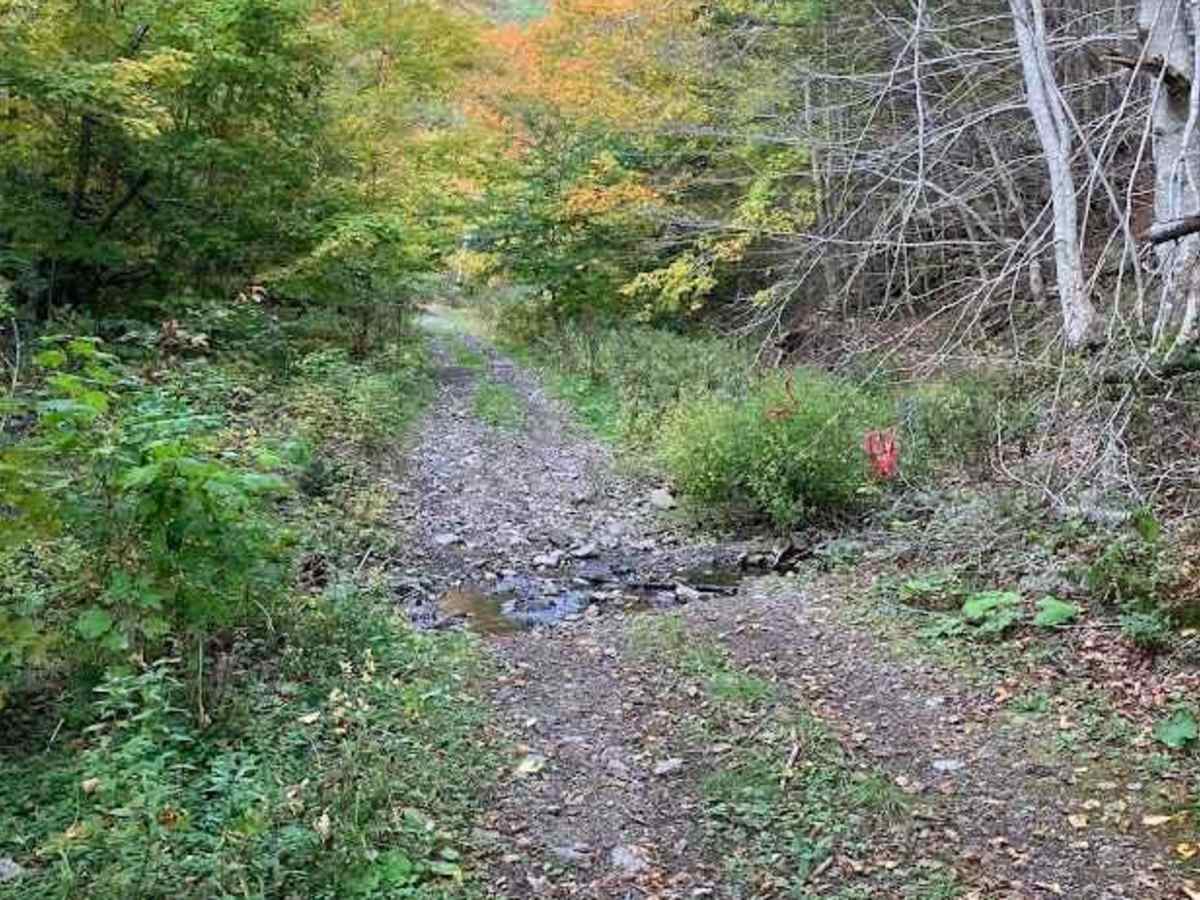 MacDonald's Glen Road trail photo