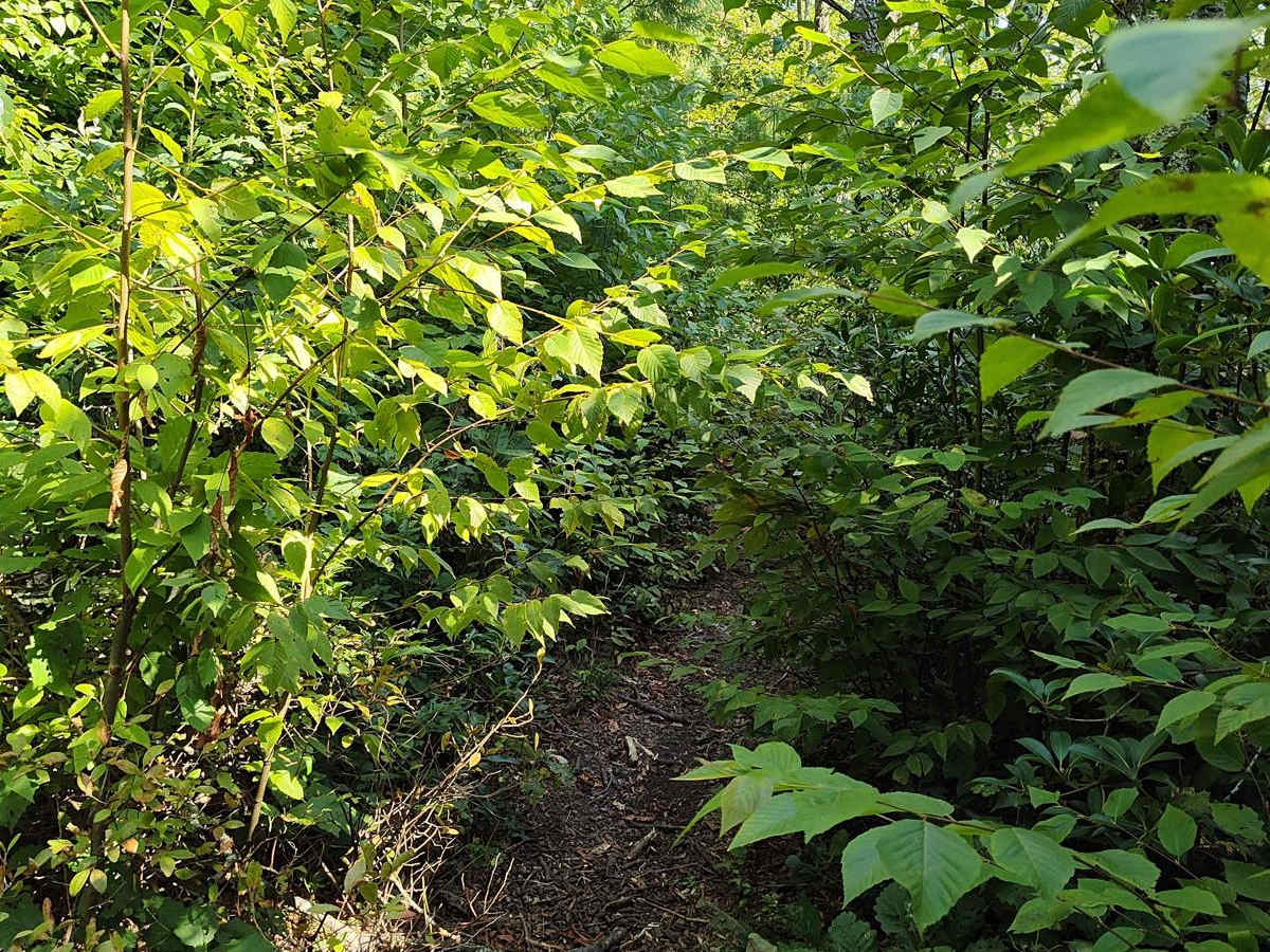 Middle Ridge Trail - Single Track photo 3