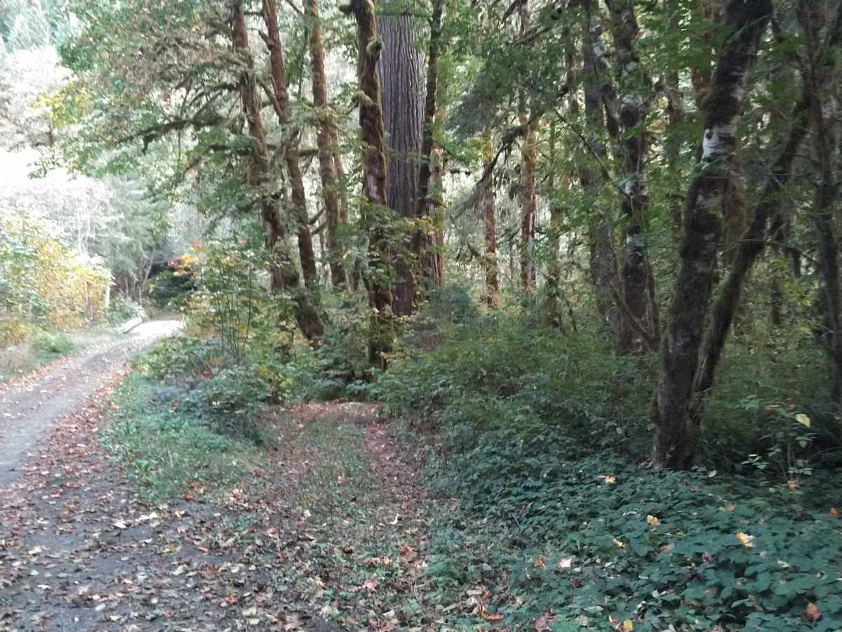 Soda Fork - 2041 photo 2