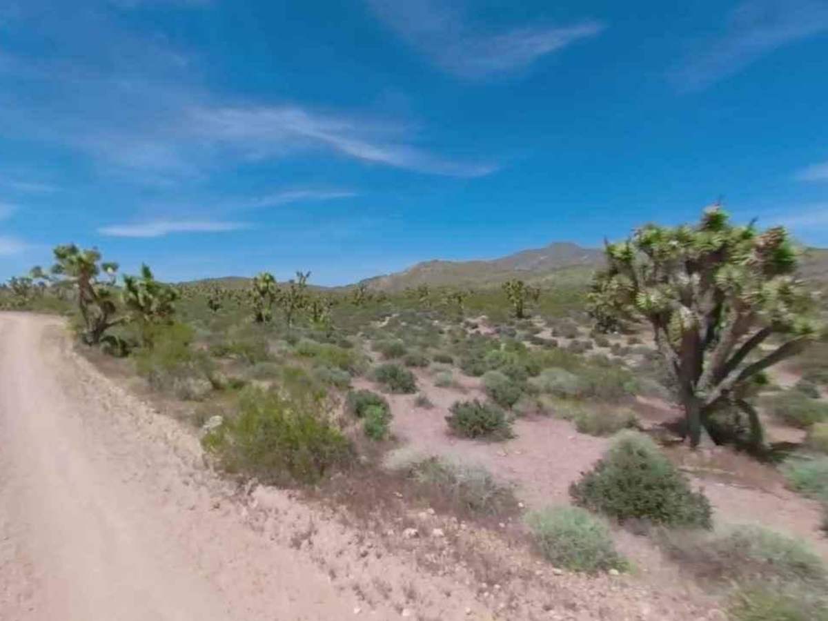 BLM30091 photo 6