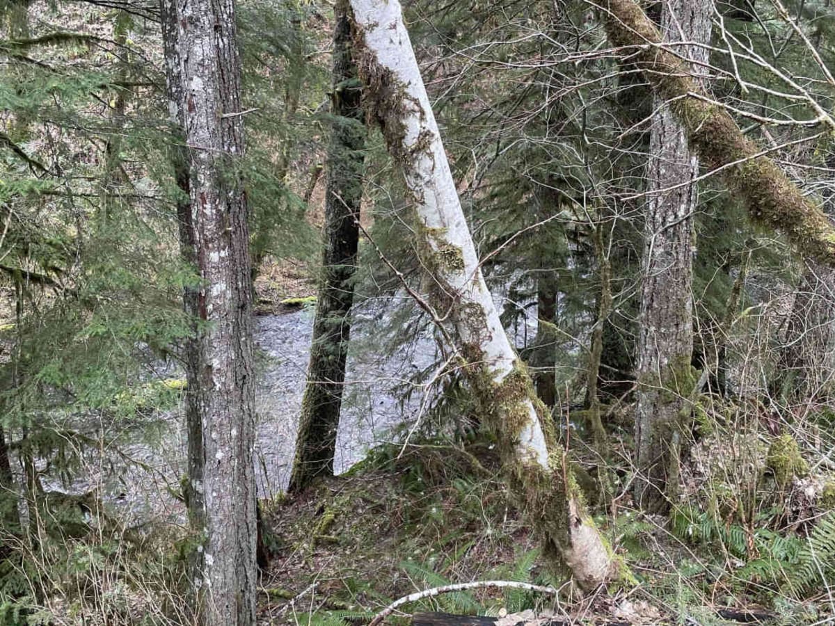 Derby Creek Road photo 5