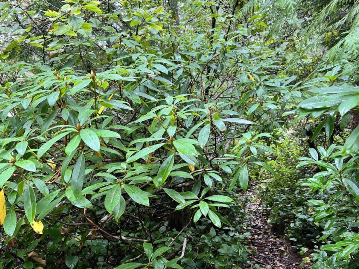 Rhododendron Lake Ecological Site photo 3