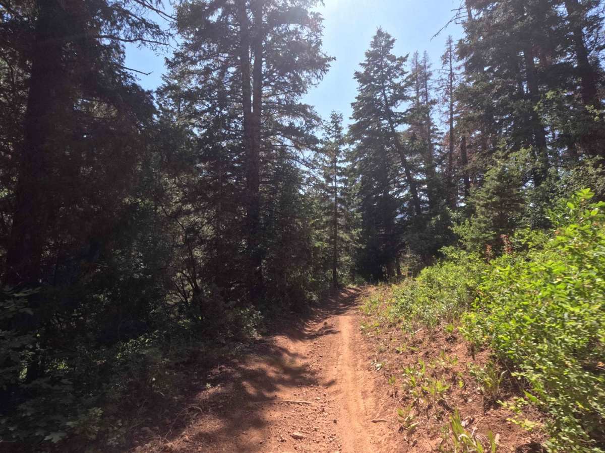 Bennie Creek - FS 8071 photo 6